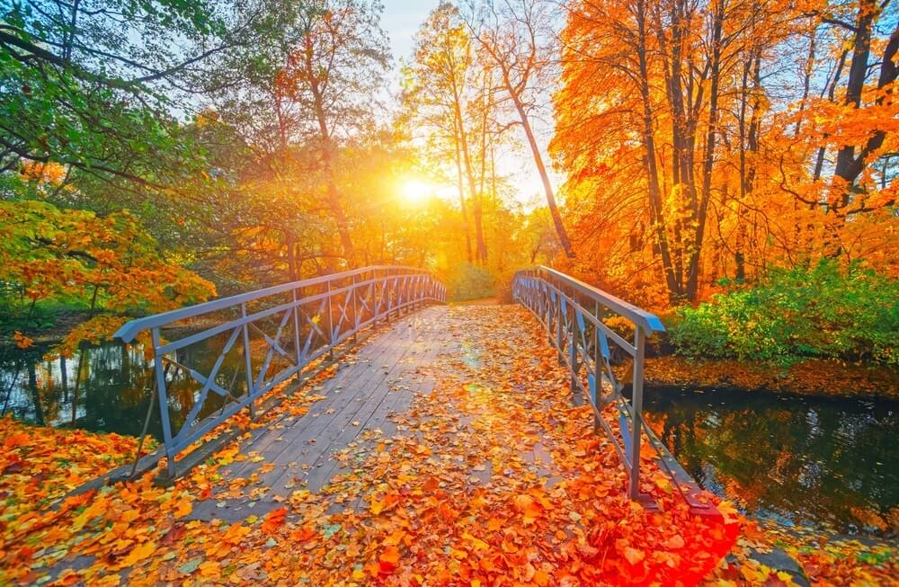 A footbridge in a tranquil UK park, covered in vibrant autumn leaves and surrounded by bright orange foliage as the sun sets in the background.