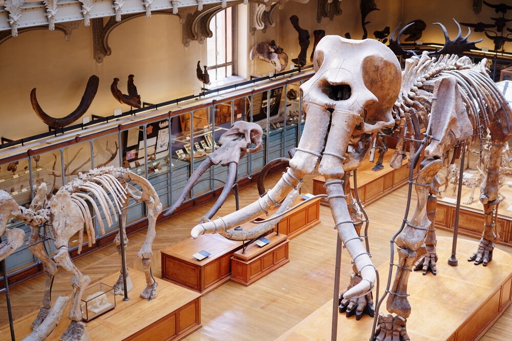 A massive elephant-like skeleton on display in a spacious gallery with a polished wooden floor, representing the importance of professional floor installation for art galleries and museums.