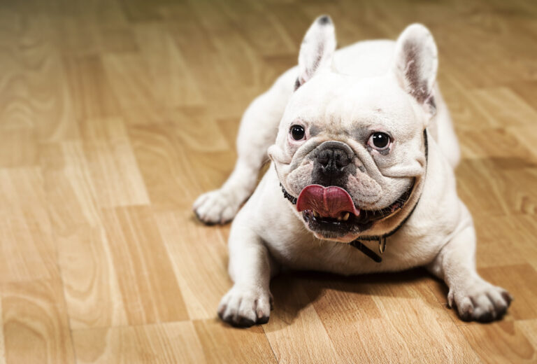 Floor Installation for Pet-Friendly Homes – French bulldog relaxing on a scratch-resistant hardwood floor