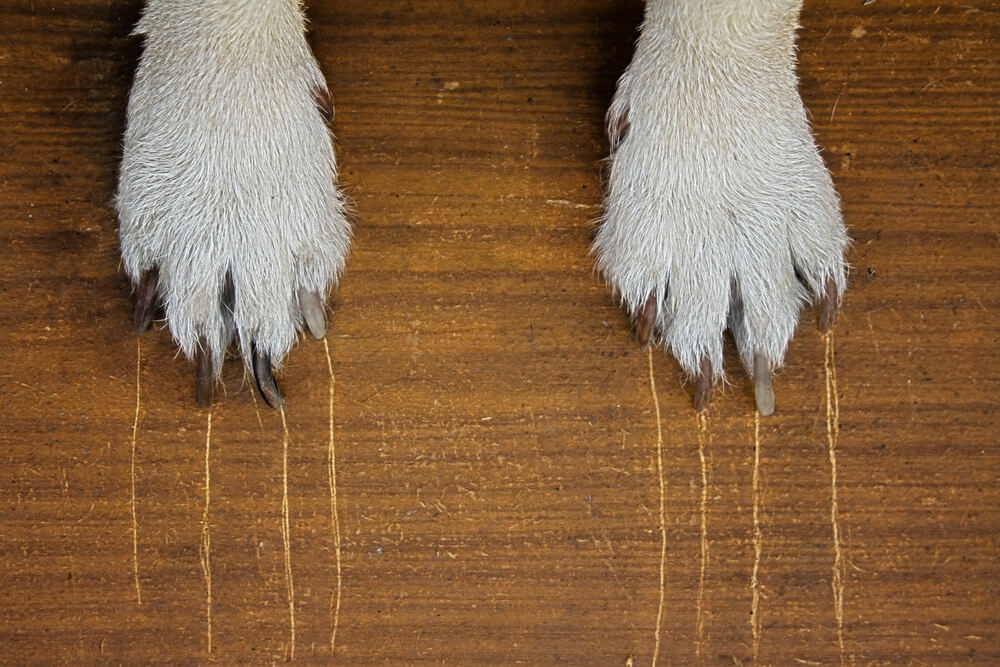 Close-up of two dog paws resting on a scratched hardwood floor, showing visible nail marks.