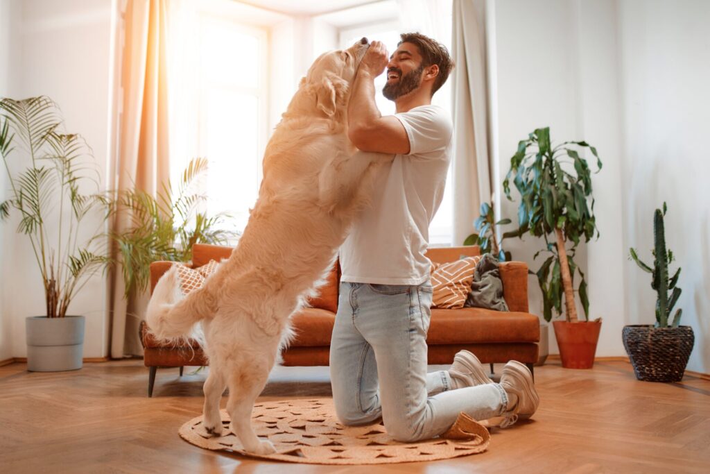 Owner playing with golden retriever on newly completed pet-friendly wood floor after professional floor installation