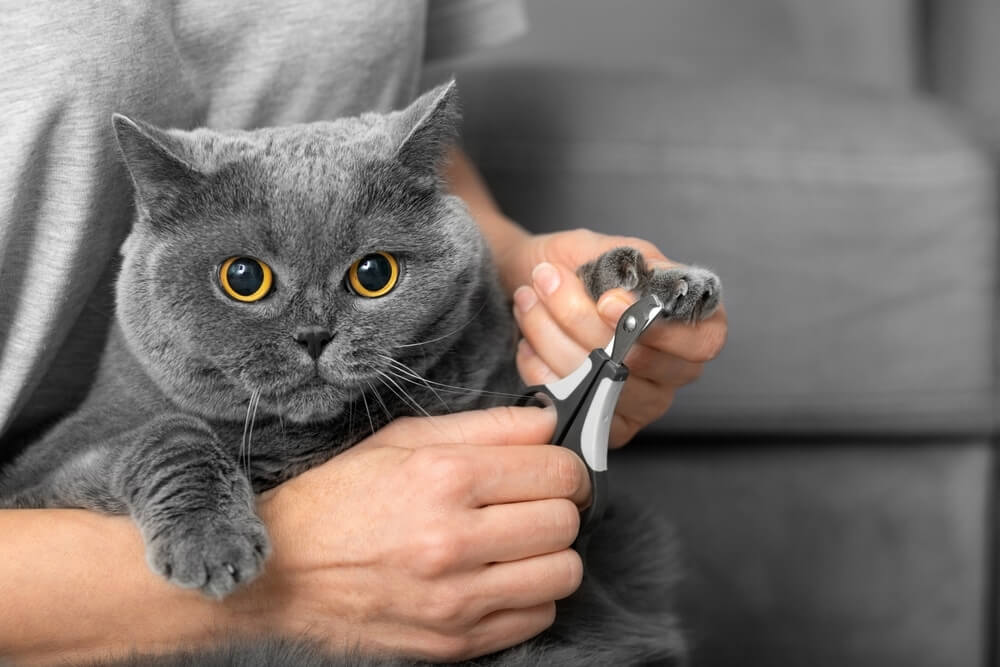 A person carefully trims the nails of a gray British Shorthair cat, which looks calm and comfortable. The setting features a well-maintained, polished hardwood floor, professionally refinished by Mr Sander®, ensuring that the floor remains protected from potential scratches.