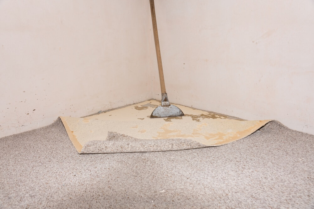A metal floor scraper stands in the corner where the carpet has been peeled back, revealing subfloor underneath.