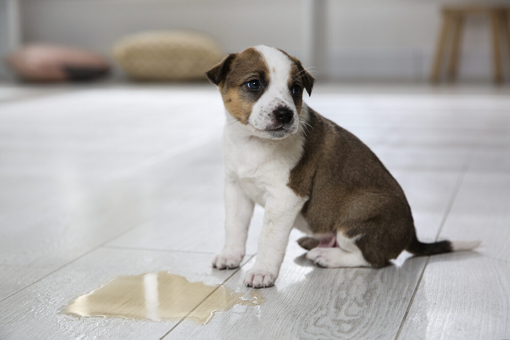 Brown-and-white puppy sitting beside a fresh puddle on light wood planks—showing the typical start of problems that Restore Pet-Stained Floors solves.