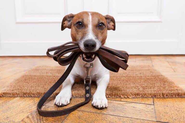 pets on wooden floor