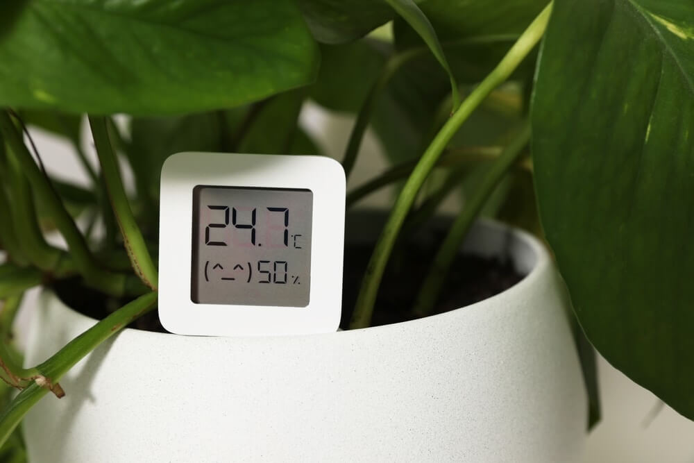 A digital hygrometer displaying a temperature of 24.7°C and a humidity level of 50%, placed in a white pot among the green leaves of a plant. The image emphasizes the importance of maintaining optimal indoor conditions for the preservation of quality floor sanding and refinishing work by Mr Sander®.