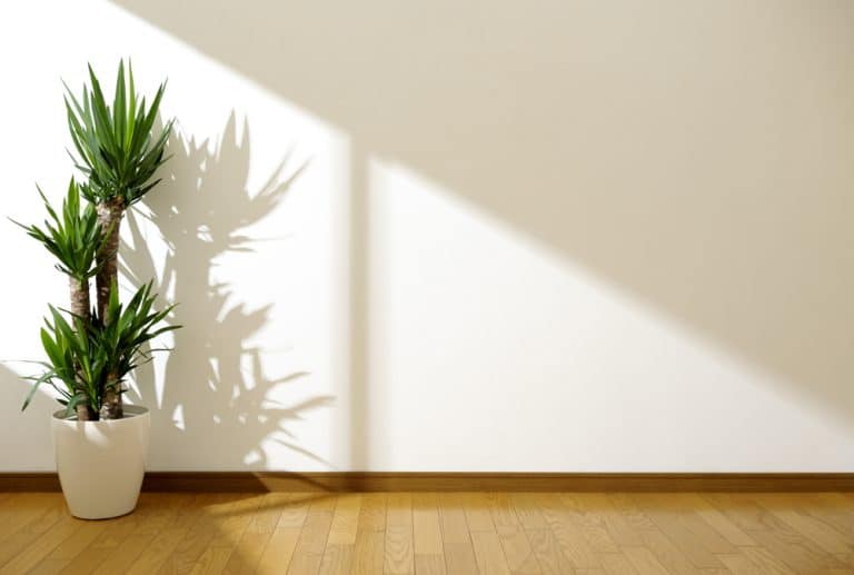 White,Wall,And,Plant